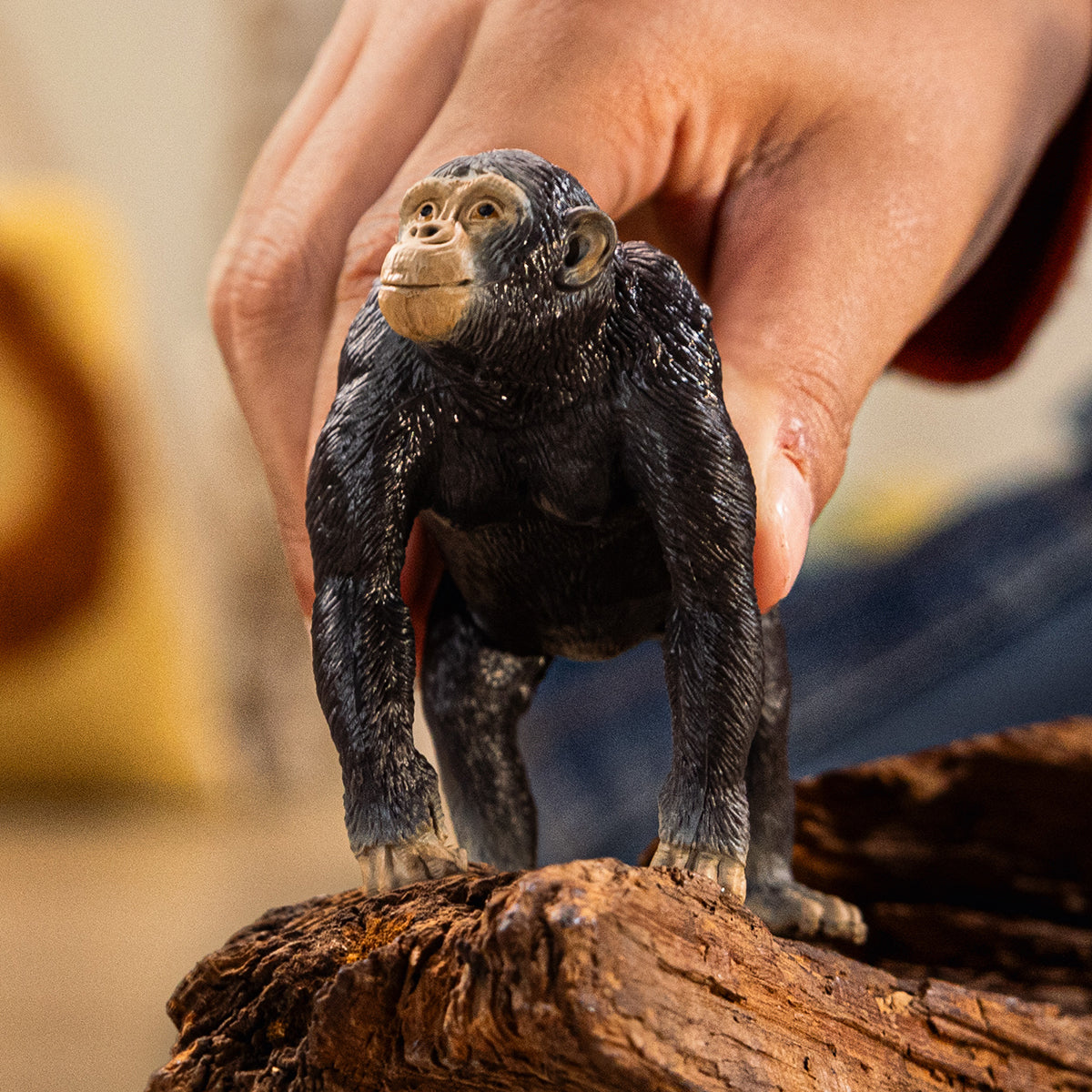 Chimpanzee