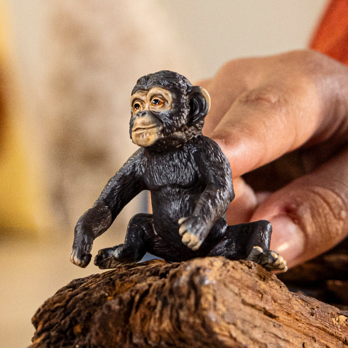 Baby Chimpanzee