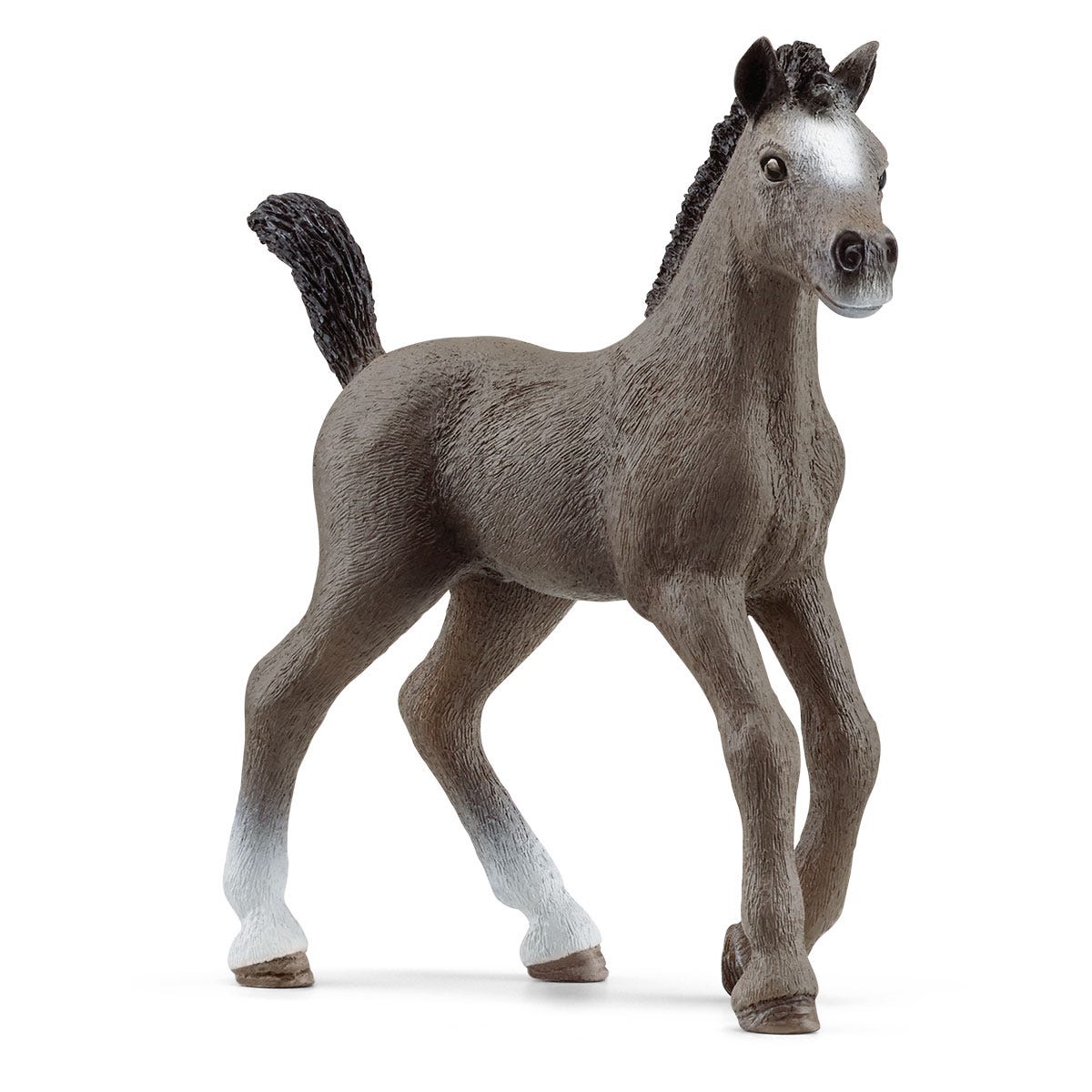 Selle Français Foal