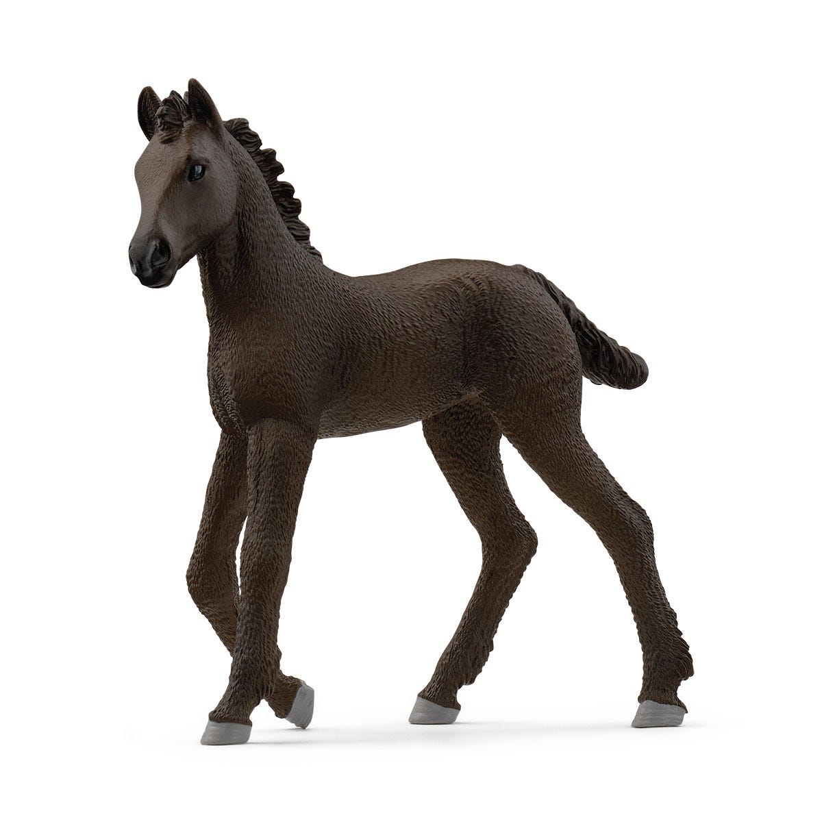 Friesian Foal