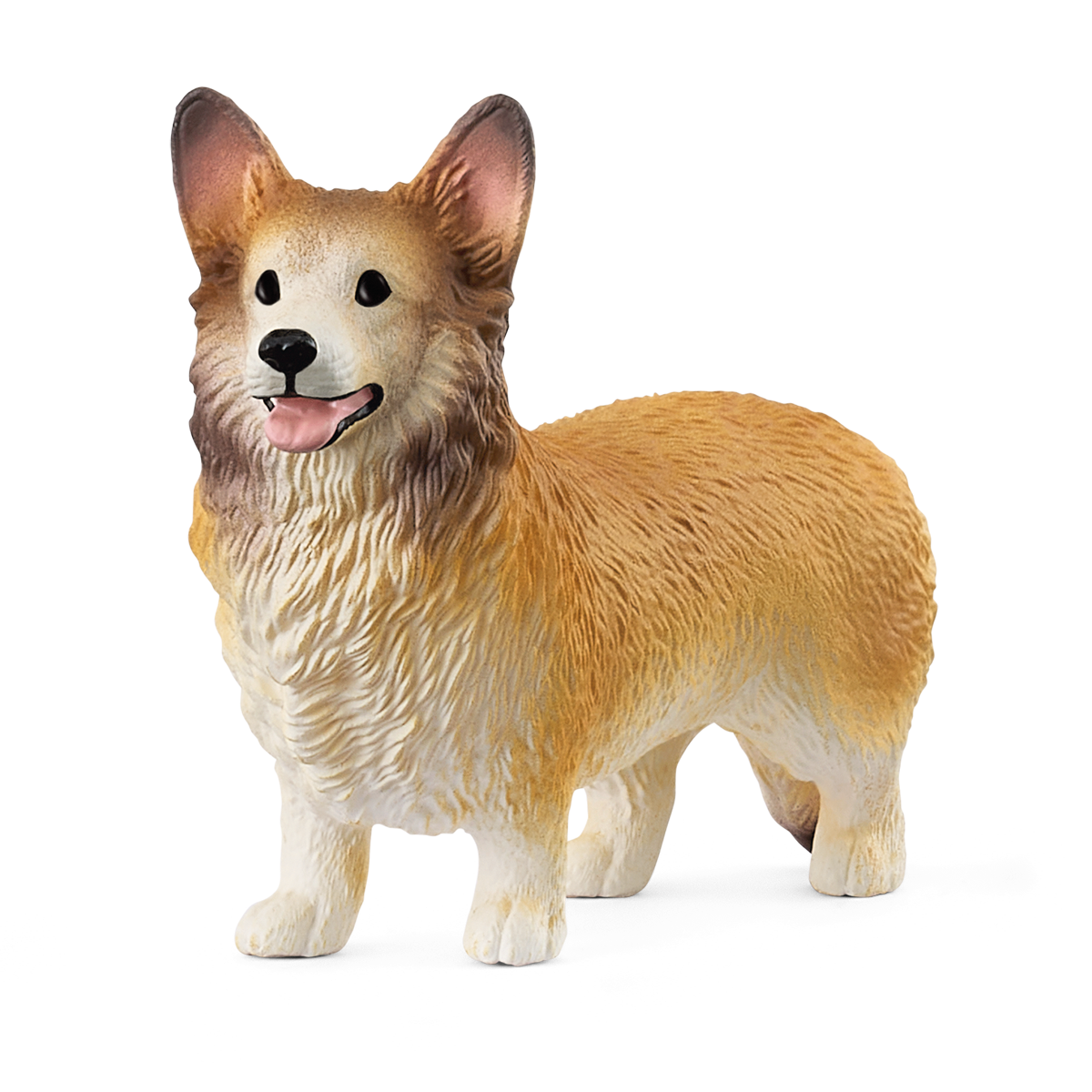 Welsh Corgi