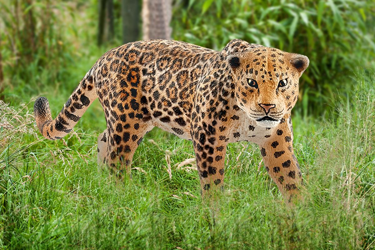 Jaguar