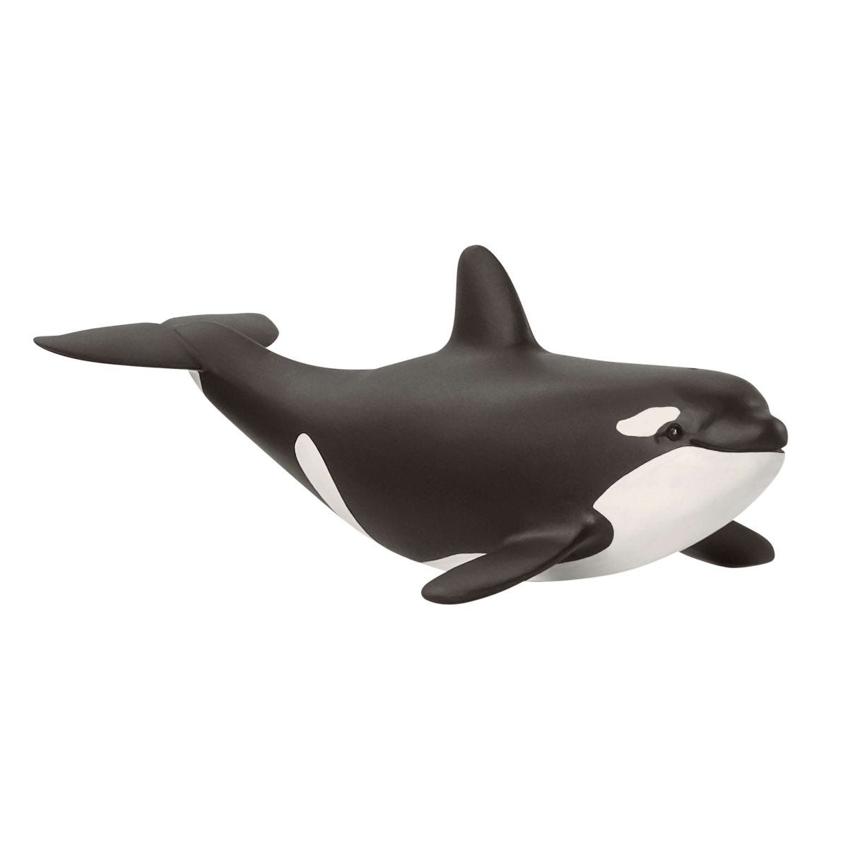 Baby Killer Whale