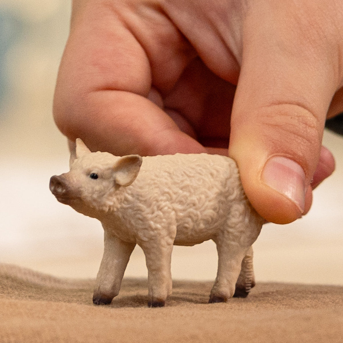 Mangalica Piglet