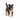 German Shepherd puppy