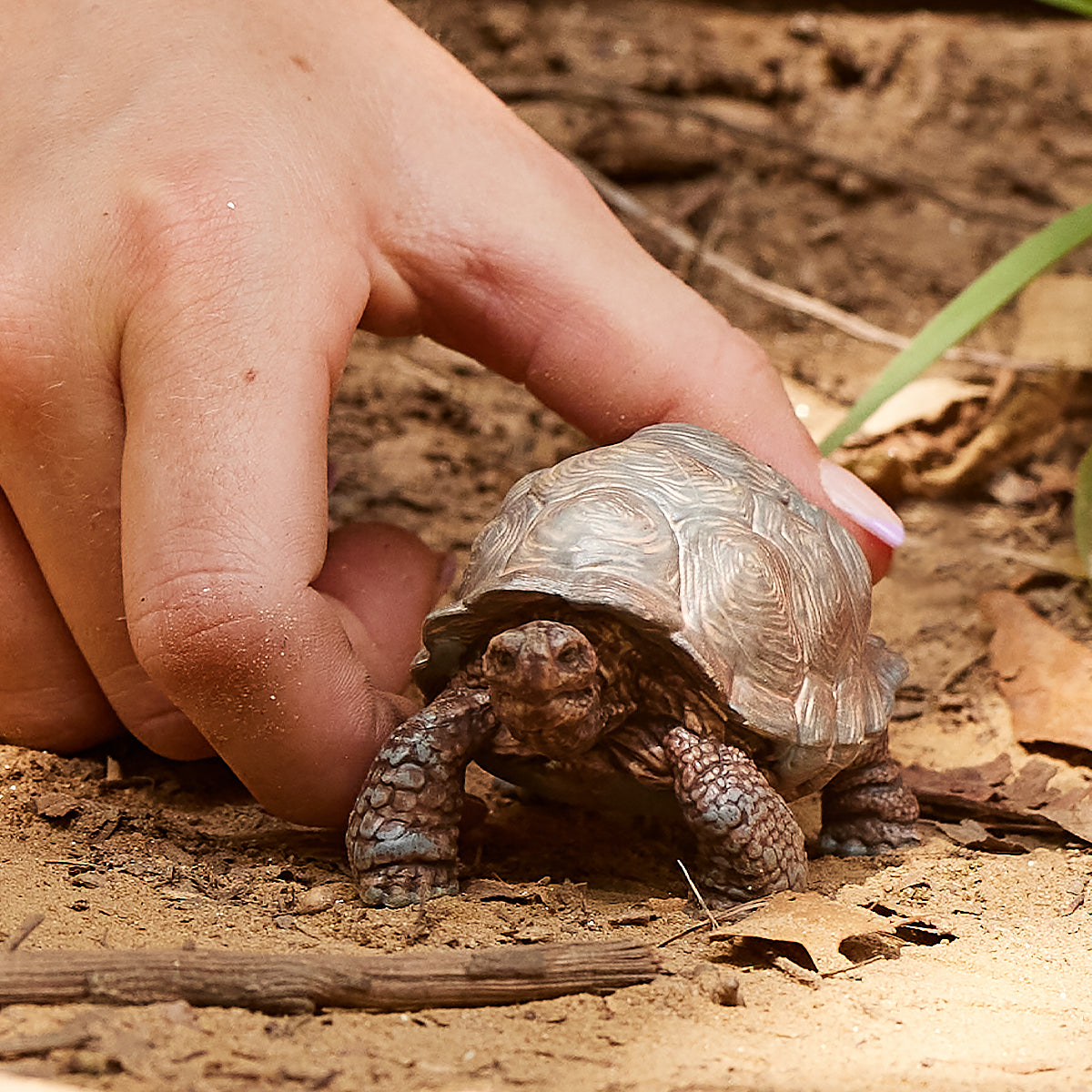 Giant tortoise